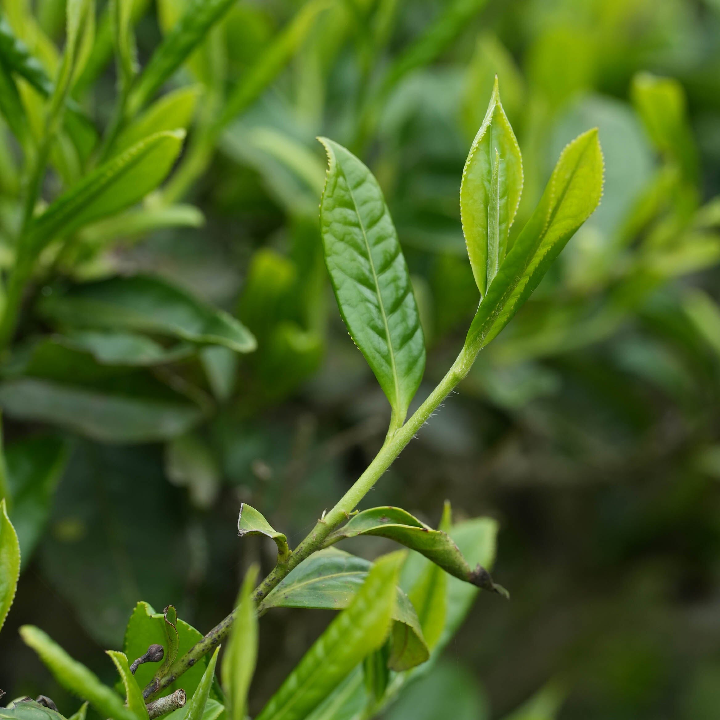 Green Needles Qun Ti Zhong