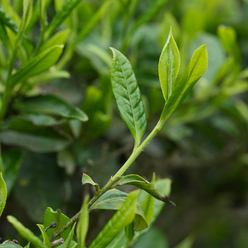 Green Needles Qun Ti Zhong