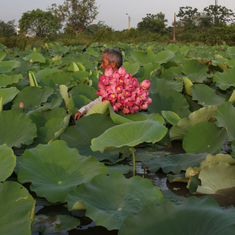 An older man stands in a lotus pond holding a large bundle of pink lotus flowers, perfect for making traditional Vietnamese tea, surrounded by wide green leaves and water.