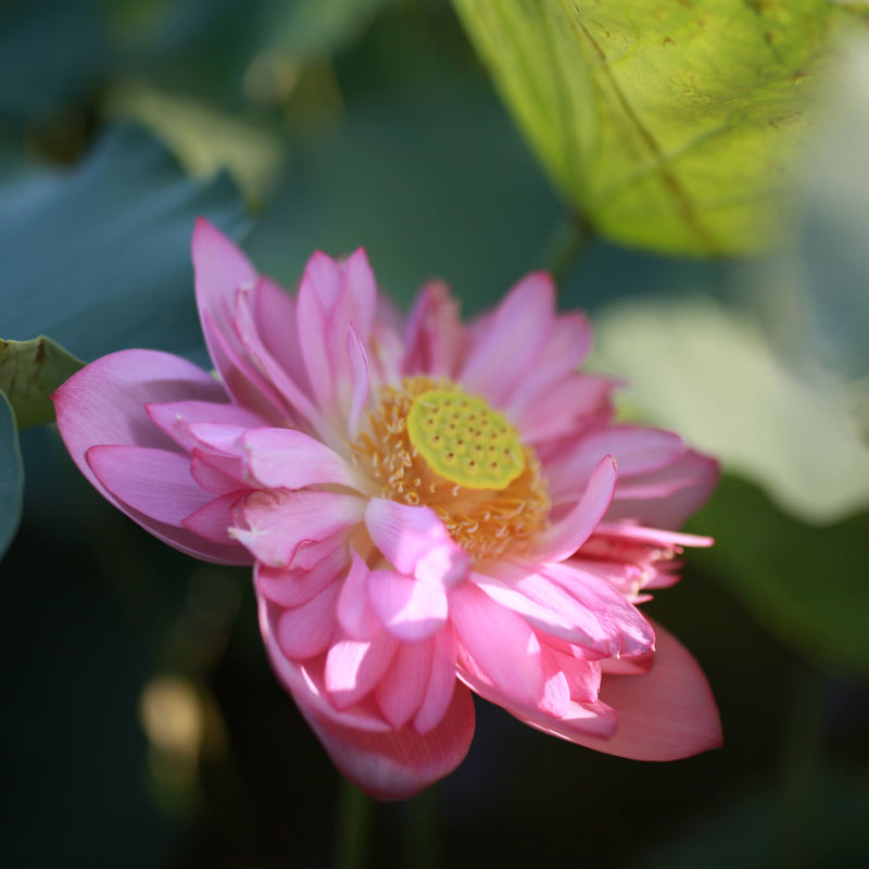 Close-up of a pink lotus flower with yellow center, surrounded by green leaves—perfect inspiration for delicate Vietnamese tea or fragrant lotus flower tea.