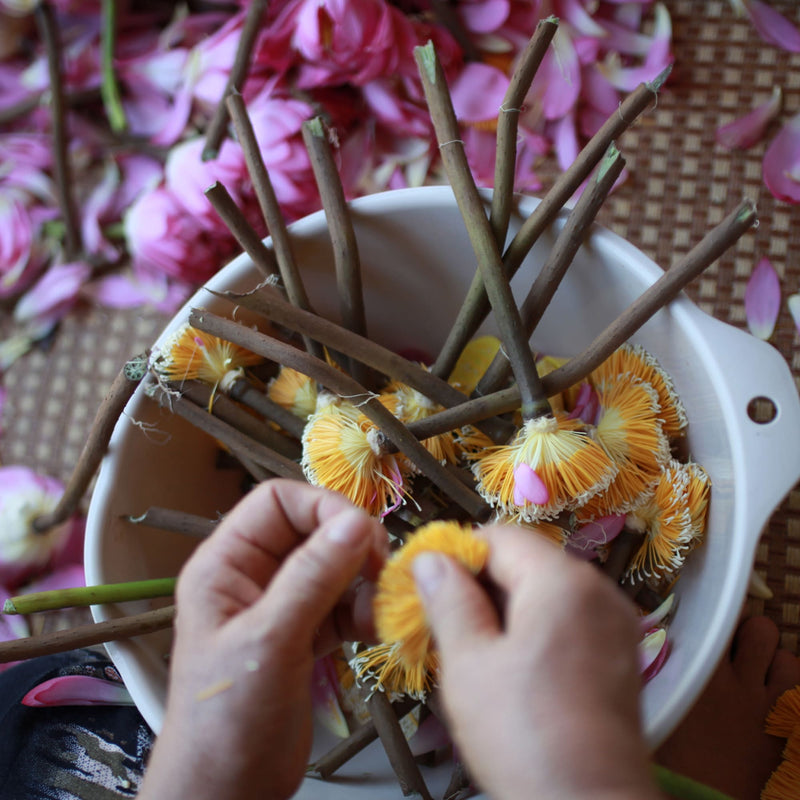 A person removes yellow stamens from lotus flowers over a bowl filled with stems and flower parts, preparing delicate lotus flower tea, with pink petals scattered nearby.