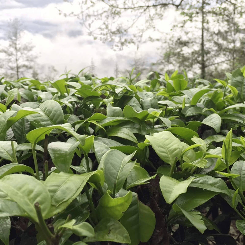 Magnolia White Tea