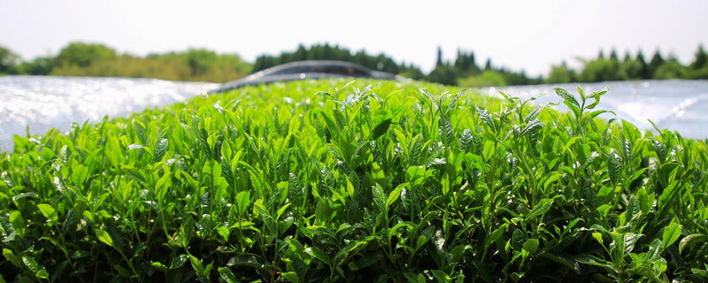 Green tea plants growing in a field with a blurred background