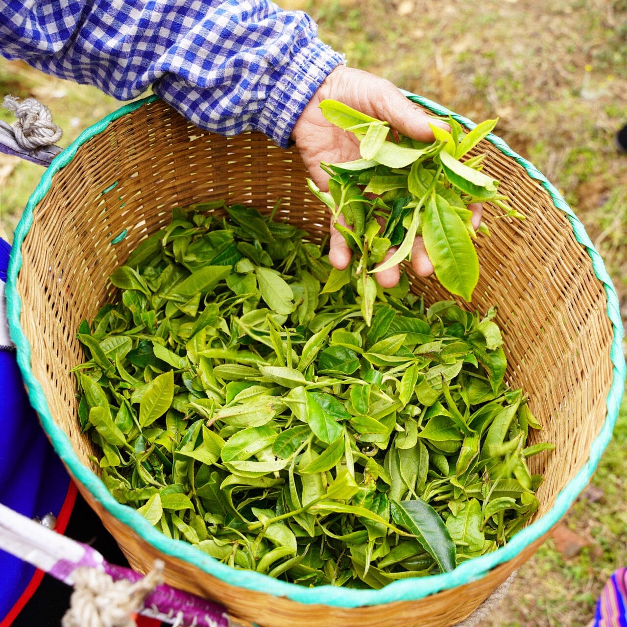 Pu’er Tuo Cha | Organic Loose Leaf Tea | Rishi Tea